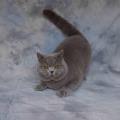 CFA-PANDORA猫舍