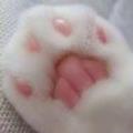 坏果子狸