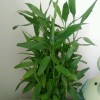 飘渺魅儿