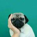 Louie_0608114830